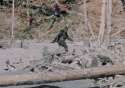 bigfoot-film_fe.jpg