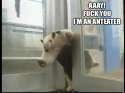 anteater.png
