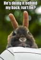 Bunny ears behind me.jpg