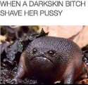 toad.jpg