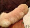 man's best friend.jpg