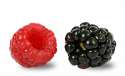 black-and-red-berry.png