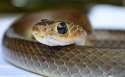 baby-snake.jpg