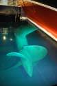 propeller underwater.jpg