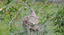 colonial_spiders_stegodyphus_dumicola_nest_6607340075.jpg