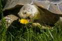 turtle_flower_sm.jpg