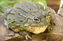 African-Bullfrog.jpg
