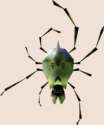 skulltula curse.png