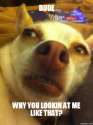 Furry's Dog.png