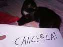 CancerCat.jpg