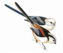 LongTailedTit[1].jpg