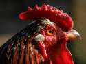 Giant Cock.jpg