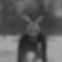 coming-for-you-scary-bunny.gif