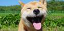 635977996205140901458676940_OHAPPYDOGDAYOFHAPPINESSfacebook_0.jpg