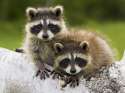 baby-raccoon--19346.jpg
