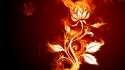 Fire-Flower-vectors-abstract-wallpapers-1920x1080.jpg