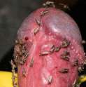 flies1.jpg