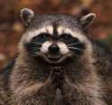 35568-raccoon-excellent-S5hK.jpg