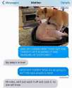 dog.jpg
