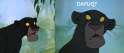 bagheera2.png