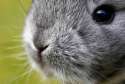 August-20-2011-14-47-55-chinchilla-bunny-closeup.jpg