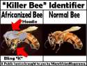 africanizedbees.jpg