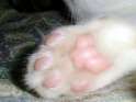 catpaws_01.jpg