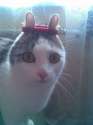 the-world_s-top-10-best-pictures-of-angry-easter-cats-3.jpg