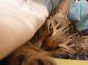 sleeping cat.png