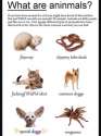 types of animals.jpg