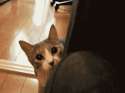 1397912443555.gif