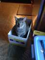 kittyinbox.jpg