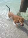 puppy2.jpg