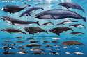 A234-Whales-522-6x9x72rgb.jpg