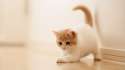 Cute-white-Kitty-1920x1080.jpg