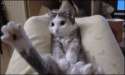 gif-cats-1006618.gif