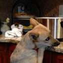 dog1.png