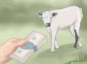 cow_prostituation.jpg