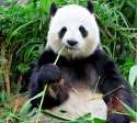 panda.jpg
