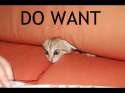 dowantcat.jpg