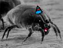 House_Dust_Mite.jpg