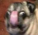borkborkdoggo.jpg