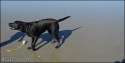 IMG_0382.gif