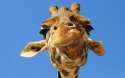 giraffe.jpg
