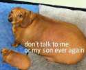 dogger.jpg