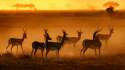 gazelles-running12134.jpg