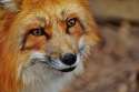 fuchs-1310826_1920.jpg