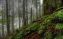 misty mossy forest.jpg1.jpg
