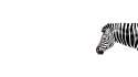 Louise Docker_Zebra_YkNnRA.png