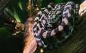 snake.jpg
